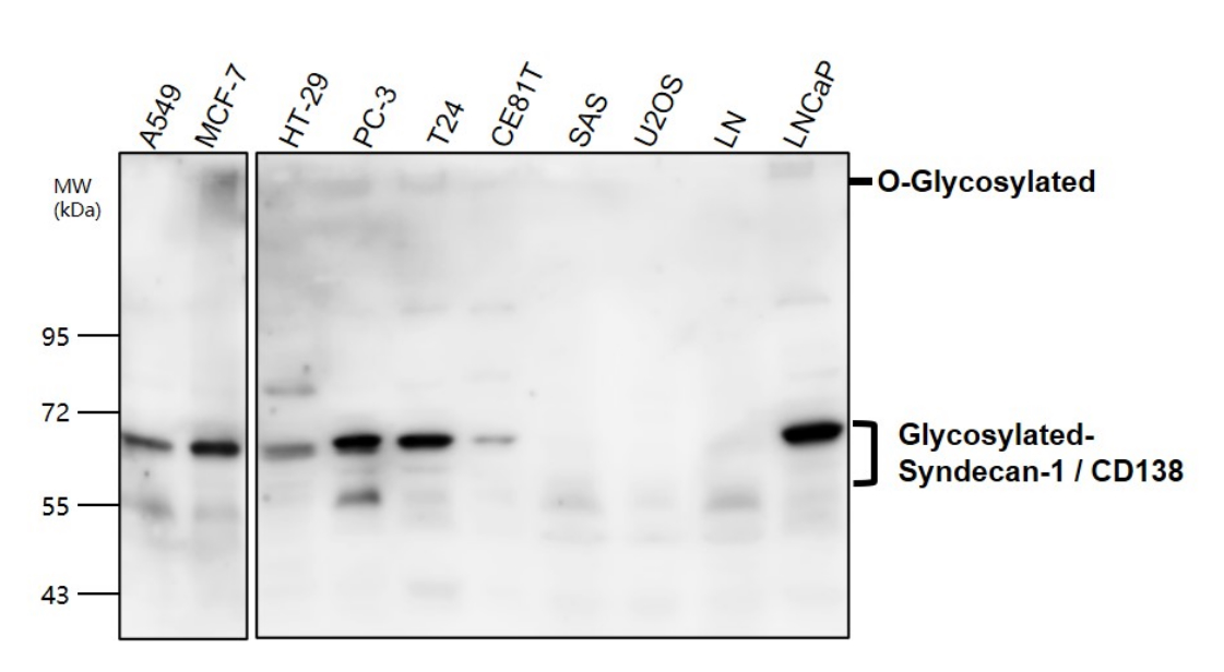 IR239-895 anti-Syndecan-1 / CD138 antibody WB image IR239-895 anti-Syndecan-1 / CD138 antibody WB image