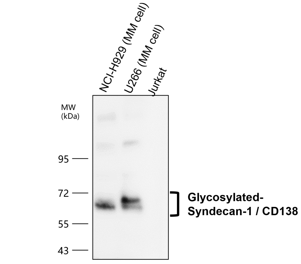 IR239-895 anti-Syndecan-1 / CD138 antibody WB image IR239-895 anti-Syndecan-1 / CD138 antibody WB image