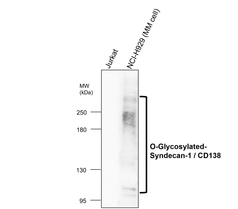 IR239-895 anti-Syndecan-1 / CD138 antibody WB image IR239-895 anti-Syndecan-1 / CD138 antibody WB image