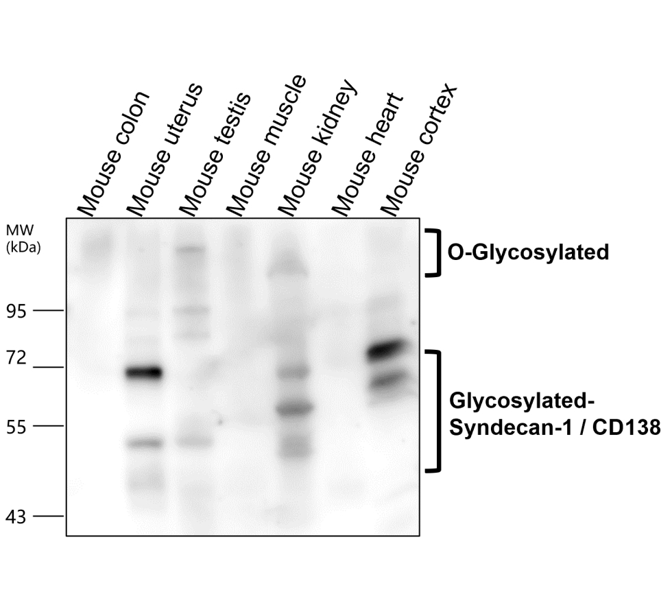 IR239-895 anti-Syndecan-1 / CD138 antibody WB image IR239-895 anti-Syndecan-1 / CD138 antibody WB image