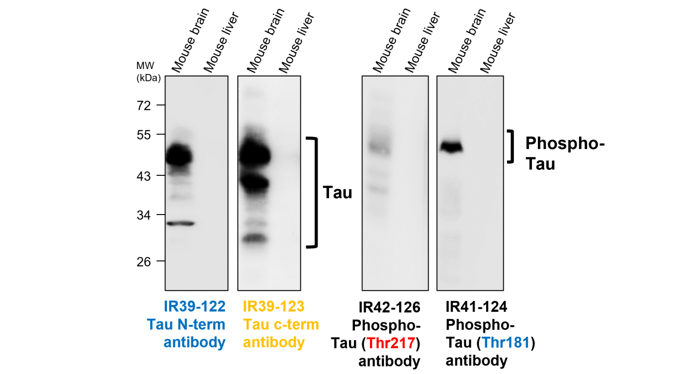 IR39-122 anti-Tau N-term antibody WB image