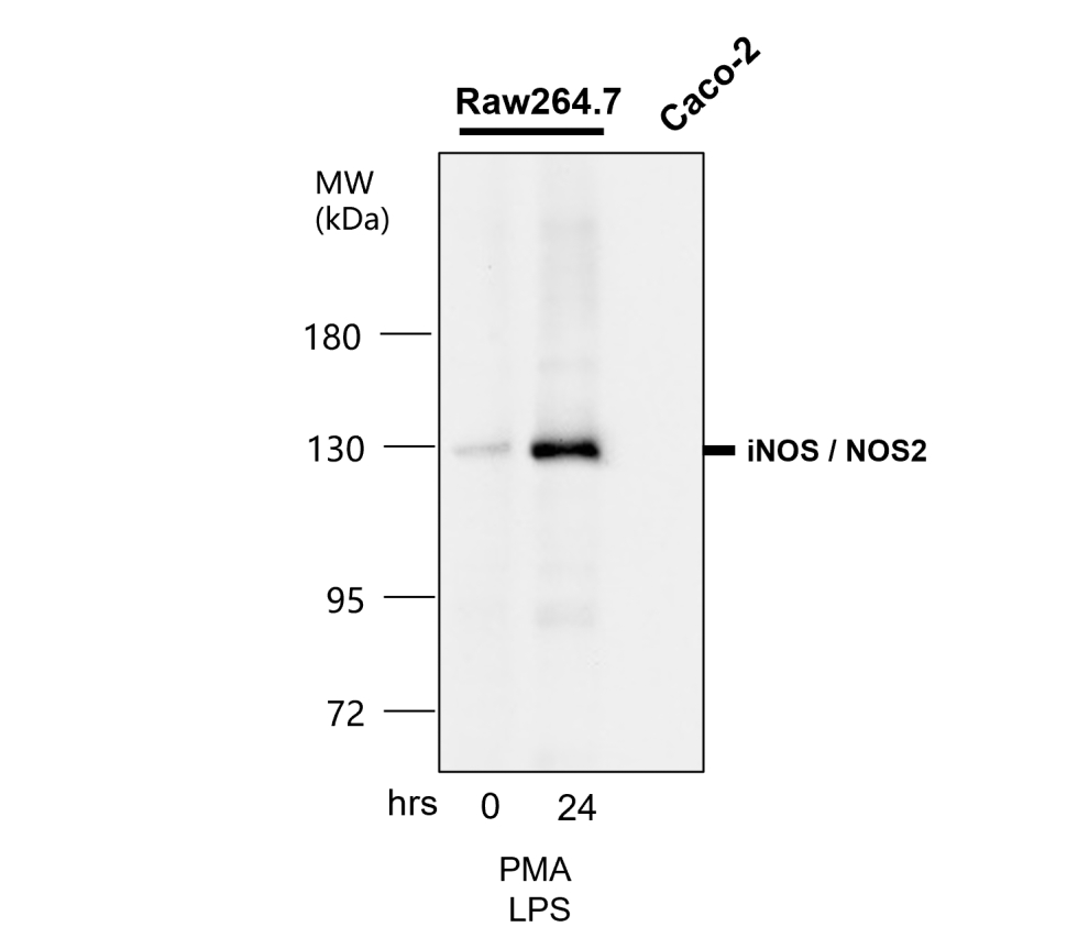 IR231-856 anti-iNOS antibody WB image