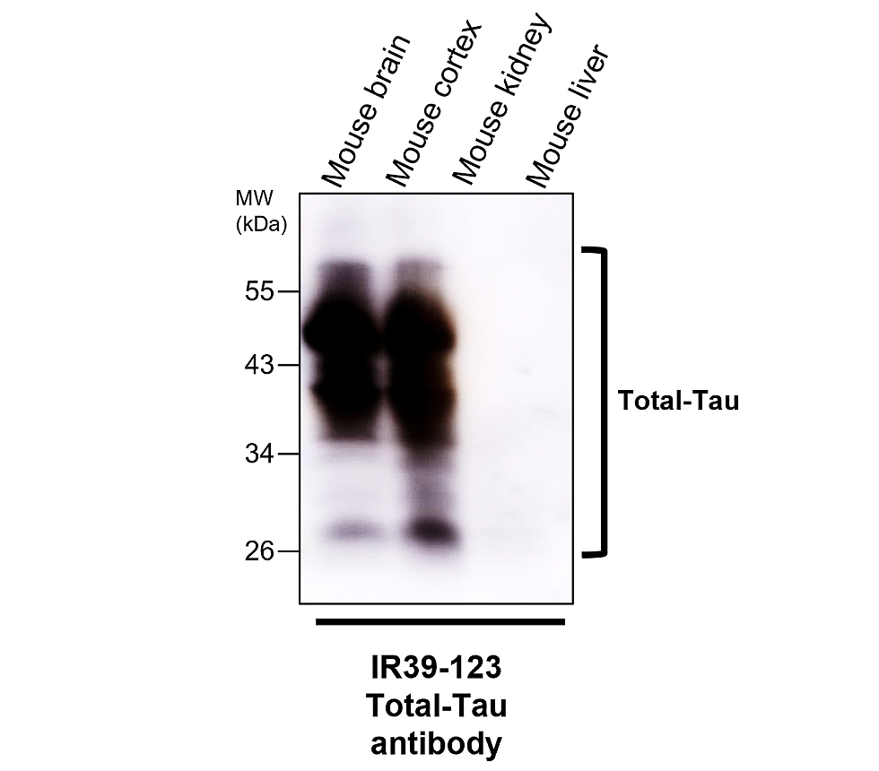 IR39-123 anti-Tau antibody WB image