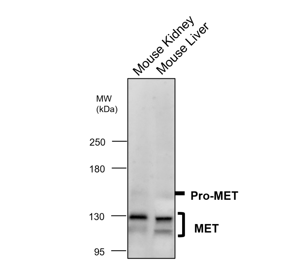 IR219-807 anti c-MET antibody WB image IR219-807 anti c-MET antibody WB image