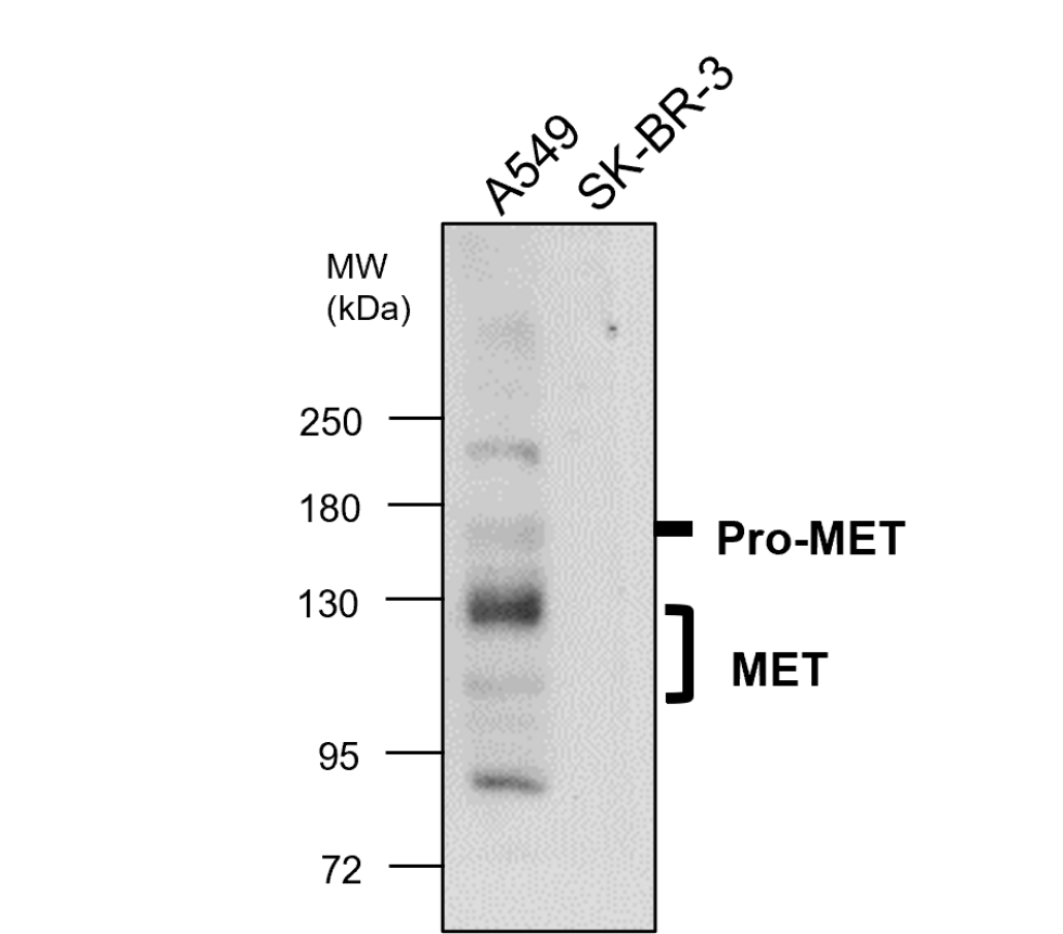IR219-807 anti c-MET antibody WB image IR219-807 anti c-MET antibody WB image