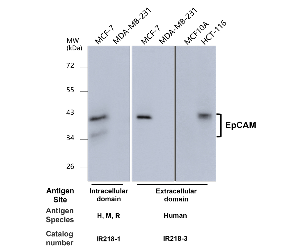 IR218-3 anti-EpCAM antibody WB image