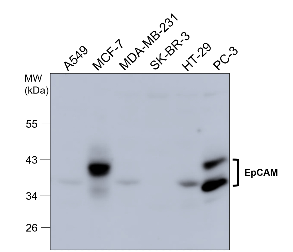 IR218-3 anti-EpCAM antibody WB image