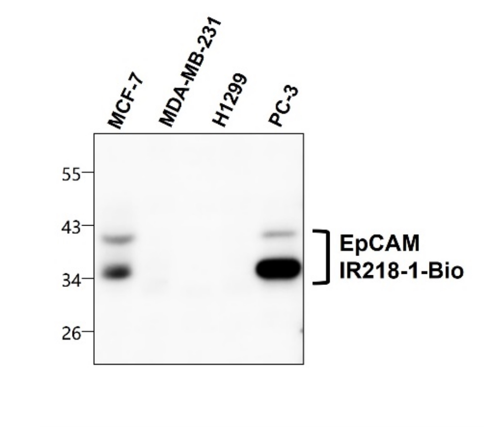 IR218-1-Bio anti-EpCAM Biotinylated antibody  WB image