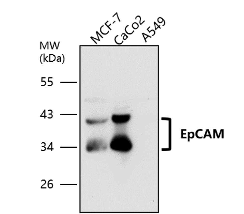 IR218-1 anti-EpCAM antibody WB image IR218-1 anti-EpCAM antibody WB image