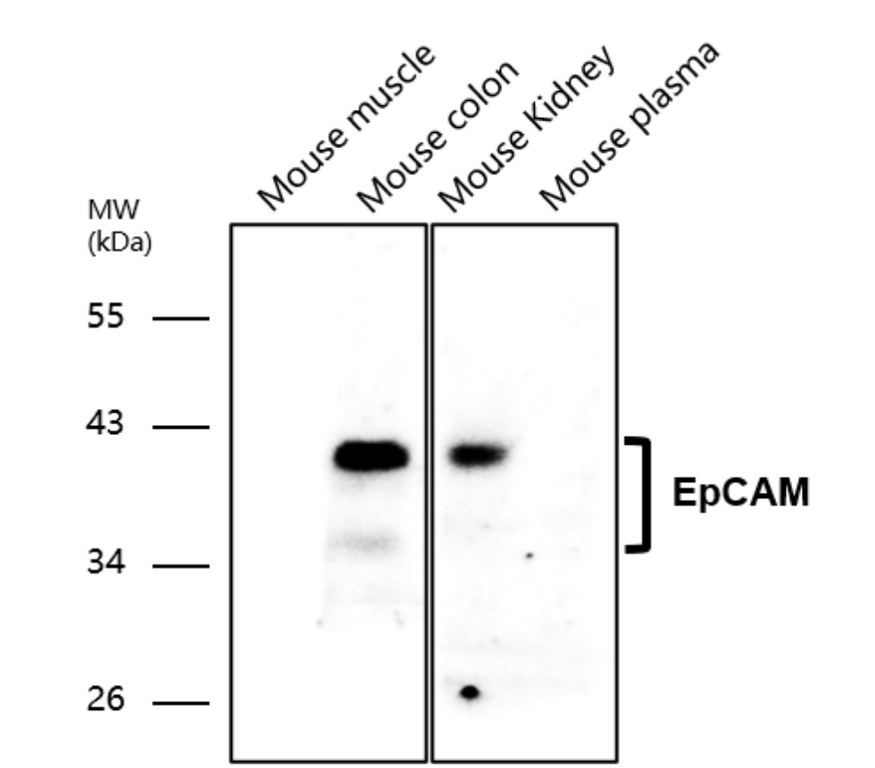 IR218-1 anti-EpCAM antibody WB image