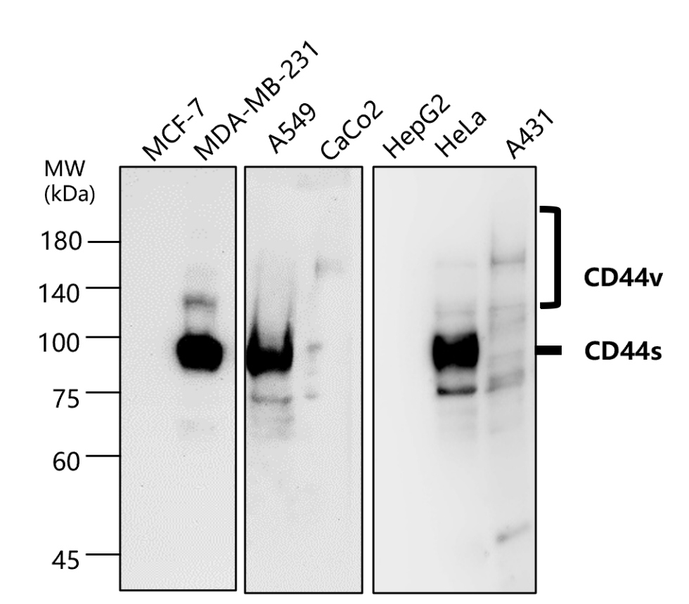 IR208-752 anti-CD44 antibody WB image IR208-752 anti-CD44 antibody WB image