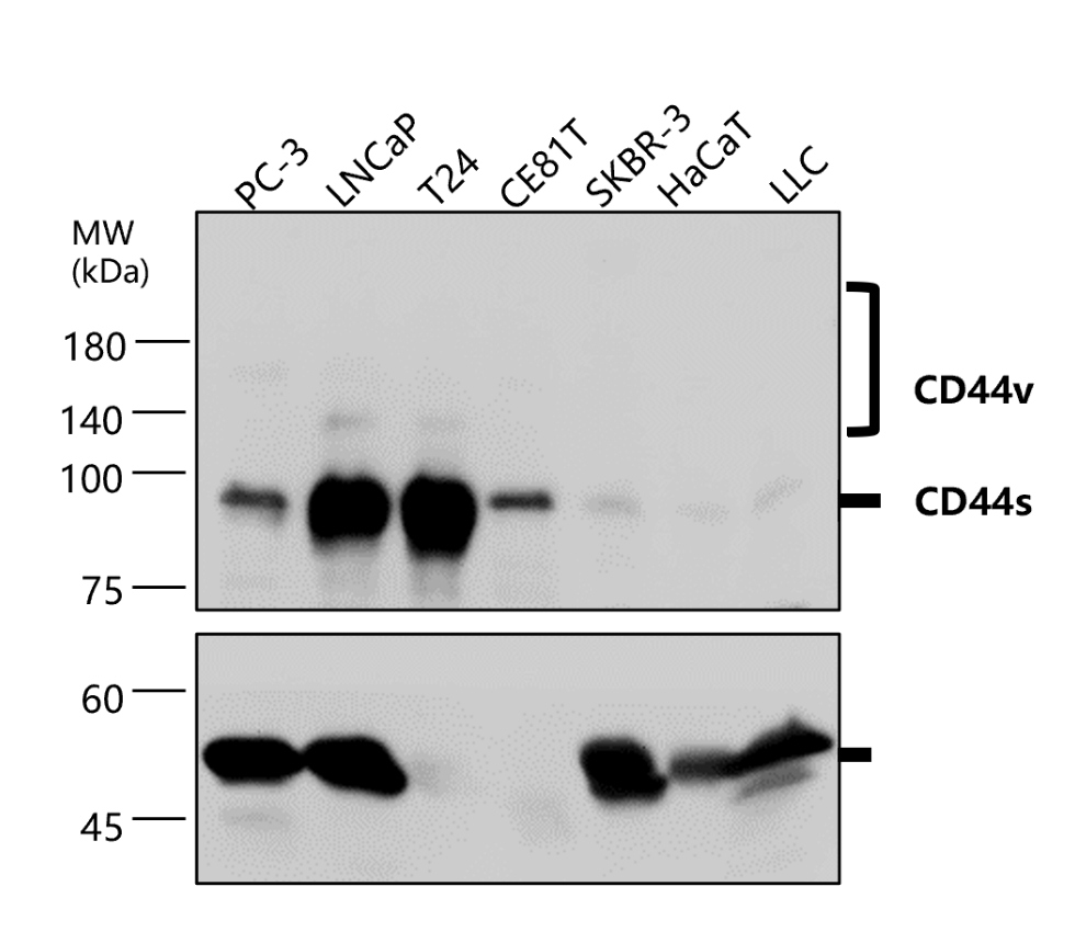 IR208-752 anti-CD44 antibody WB image IR208-752 anti-CD44 antibody WB image