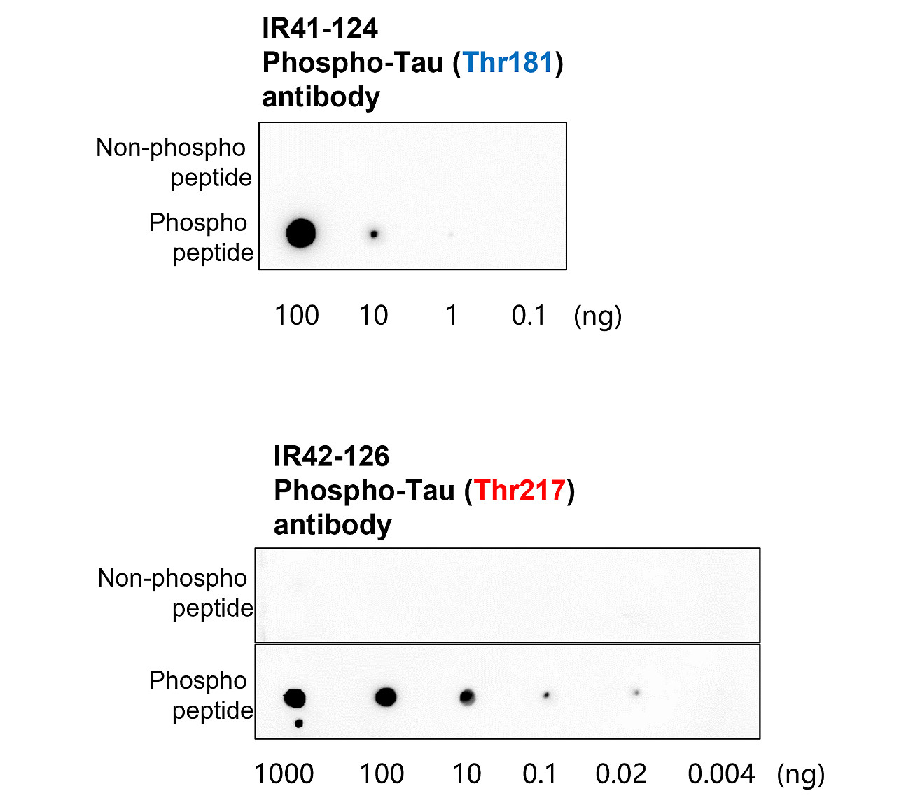 IR42-126 anti-Phospho-Tau (Thr217) antibody WB image IR42-126 anti-Phospho-Tau (Thr217) antibody WB image