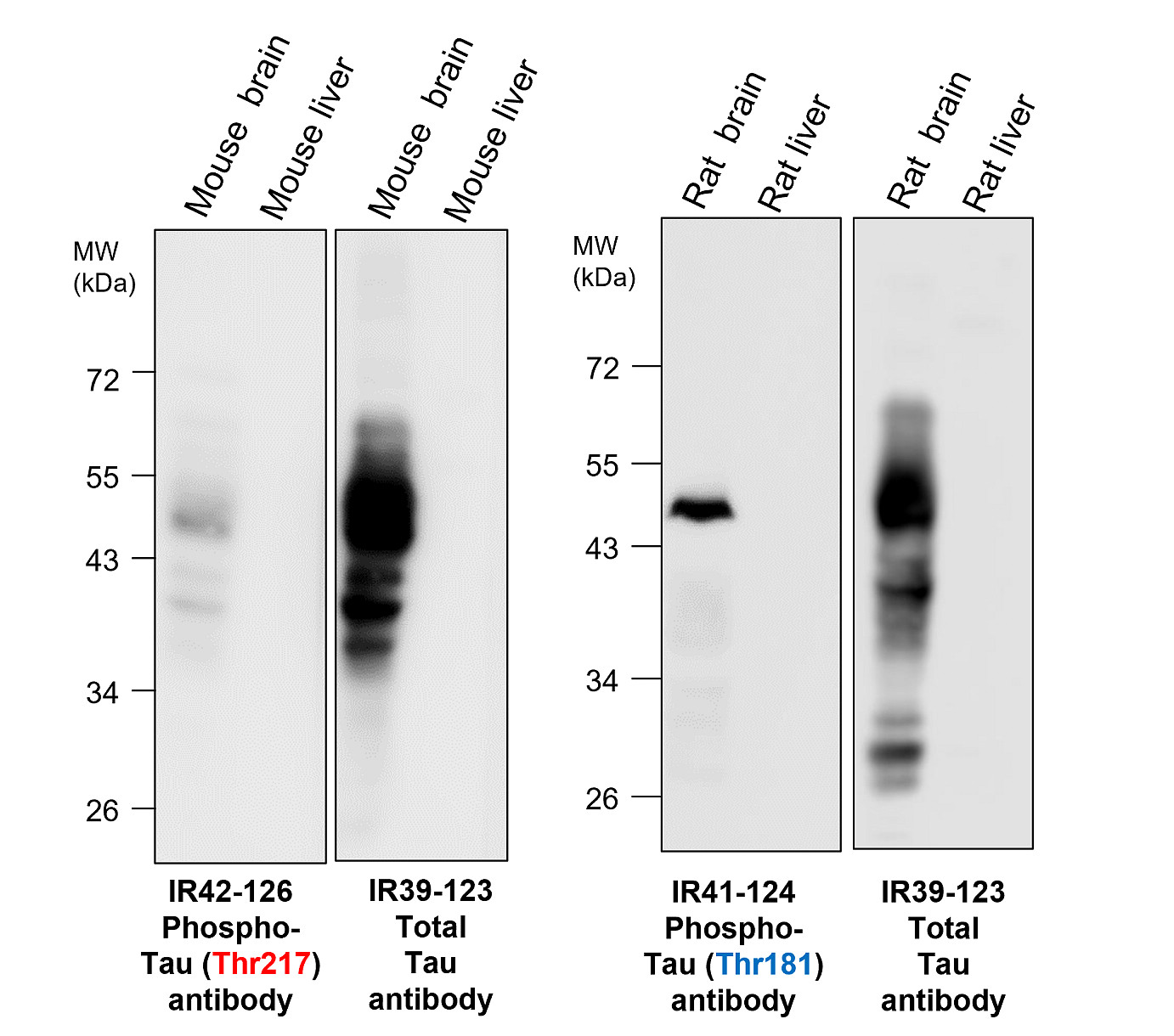 IR42-126 anti-Phospho-Tau (Thr217) antibody WB image IR42-126 anti-Phospho-Tau (Thr217) antibody WB image