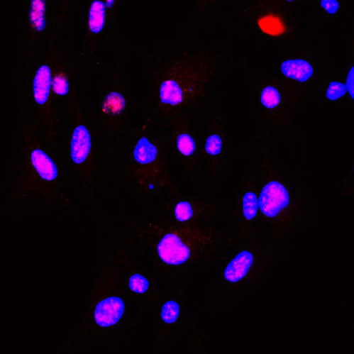 IR43-128 anti-alpha Synuclein antibody ICC/IF image