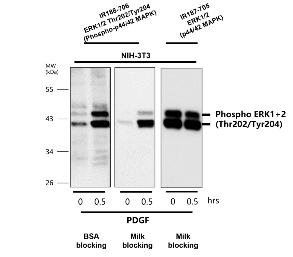 IR188-706 anti-ERK1+ERK2 phospho (Thr202 / Tyr204) antibody WB image IR188-706 anti-ERK1+ERK2 phospho (Thr202 / Tyr204) antibody WB image
