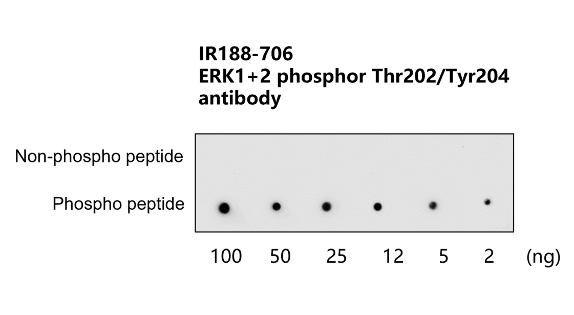 IR188-706 anti-ERK1+ERK2 phospho (Thr202 / Tyr204) antibody WB image