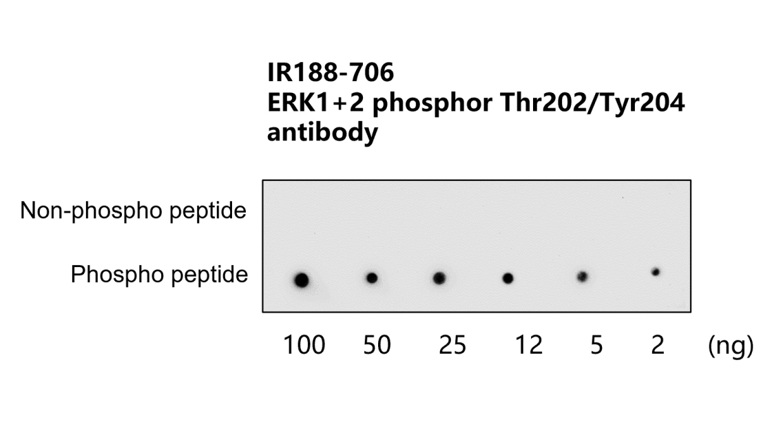 IR188-706 anti-ERK1+ERK2 phospho (Thr202 / Tyr204) antibody WB image IR188-706 anti-ERK1+ERK2 phospho (Thr202 / Tyr204) antibody WB image