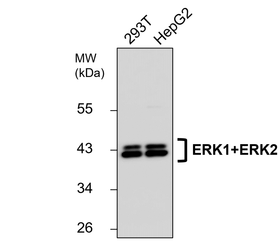IR187-705 anti-ERK1+ERK2 antibody WB image IR187-705 anti-ERK1+ERK2 antibody WB image