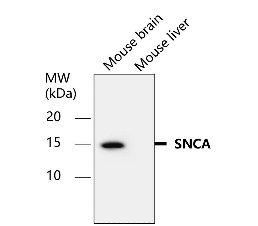 IR43-128 anti-alpha Synuclein antibody WB image IR43-128 anti-alpha Synuclein antibody WB image