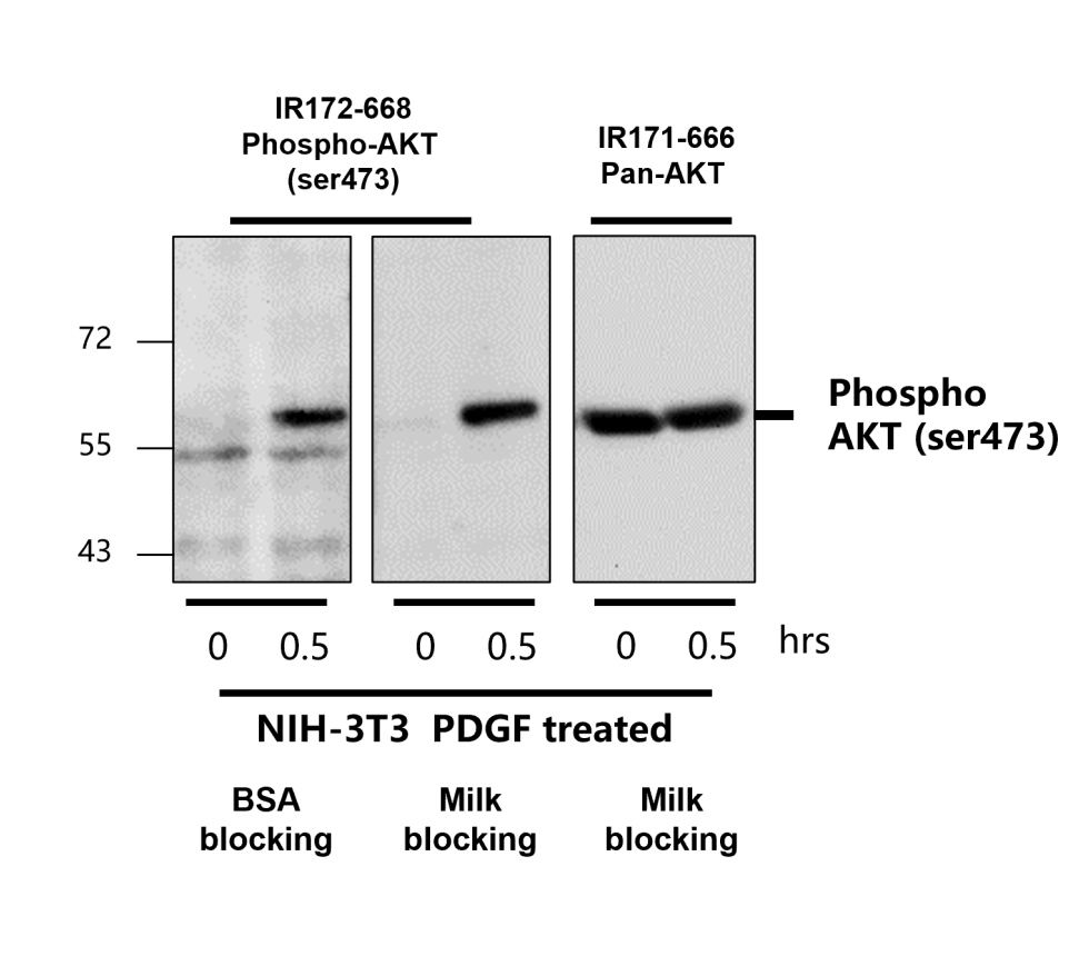 IR172-668 anti-AKT (pan) antibody WB image