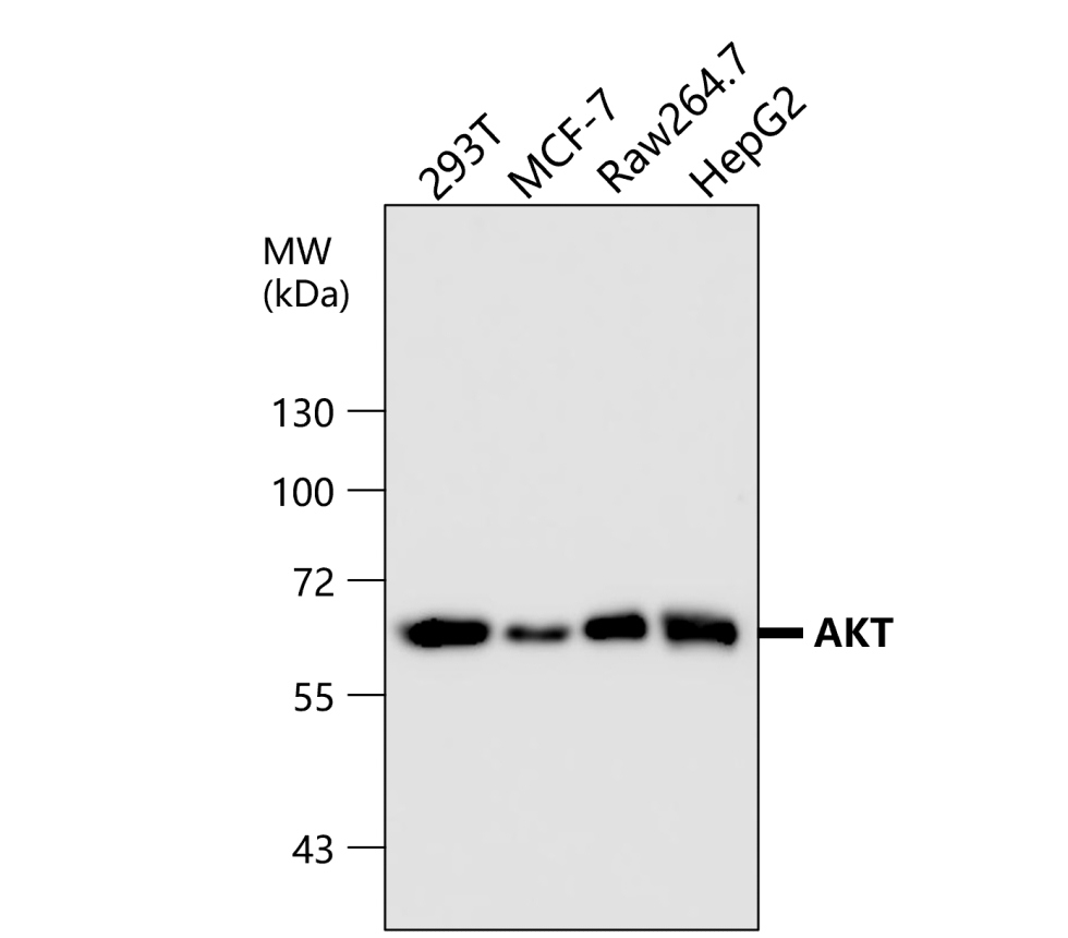 IR171-666 anti-AKT (pan) antibody WB image