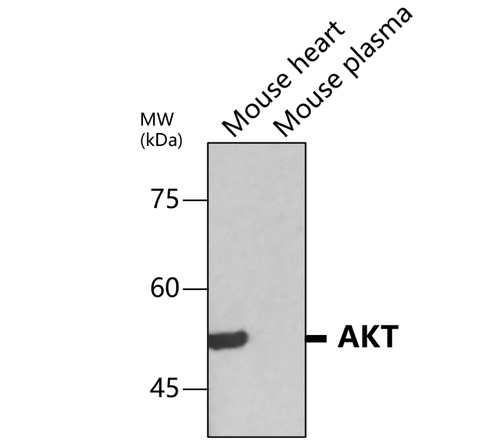 IR171-666 anti-AKT (pan) antibody WB image IR171-666 anti-AKT (pan) antibody WB image