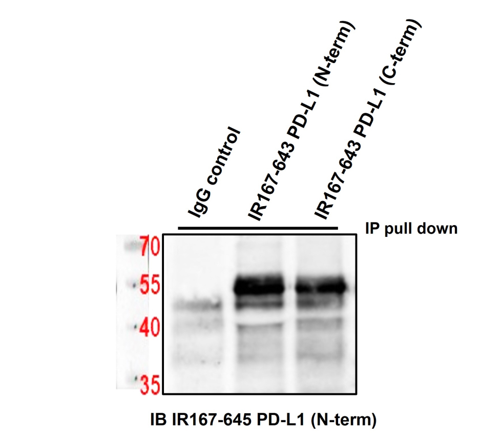 IR167-645 anti-PD-L1 antibody WB/IP image IR167-645 anti-PD-L1 antibody WB/IP image