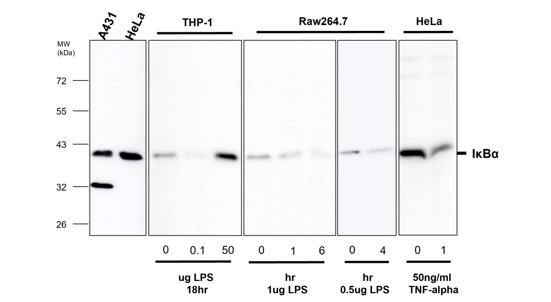 IR145-580 anti- IκBα antibody WB image IR145-580 anti- IκBα antibody WB image