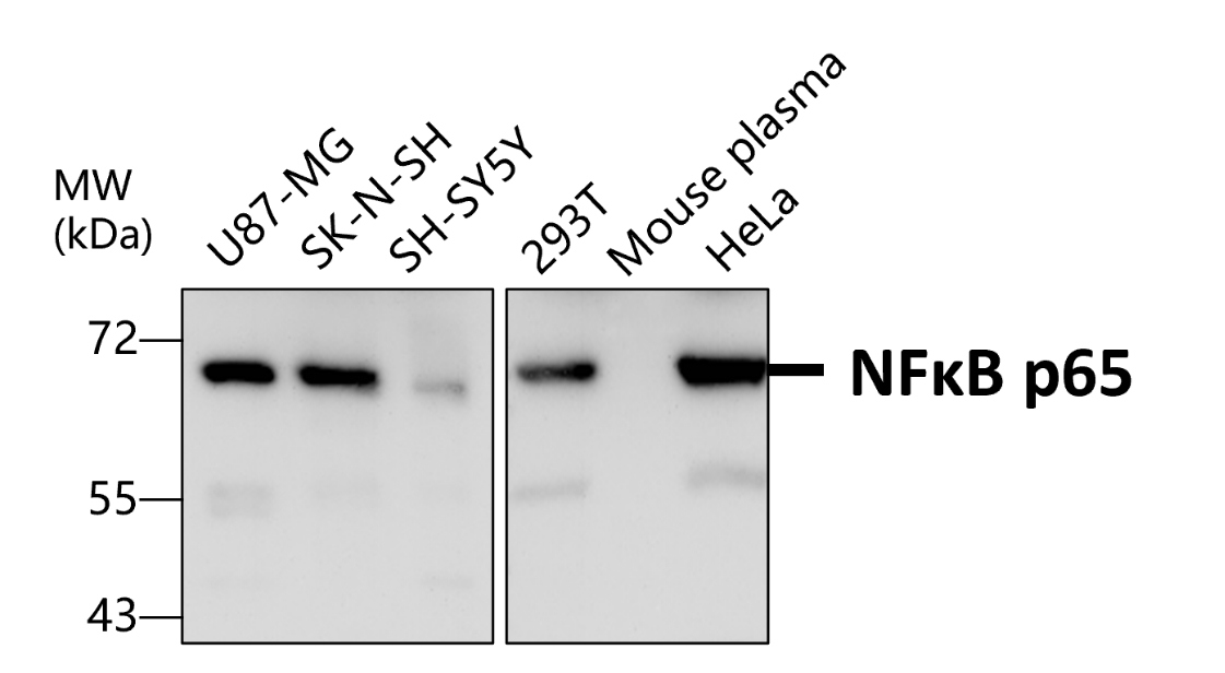 IR137-549 anti- NF-kB p65 antibody WB image