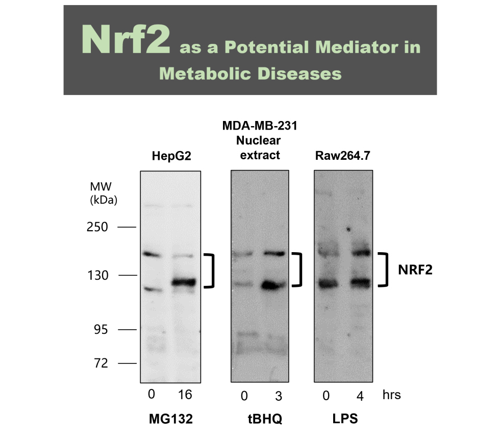 IR136-543 anti-NRF2 antibody WB image IR136-543 anti-NRF2 antibody WB image