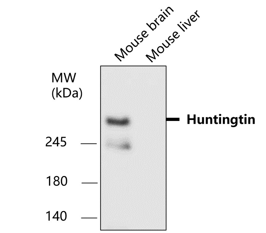 IR44-131 anti-Huntingtin antibody WB image IR44-131 anti-Huntingtin antibody WB image