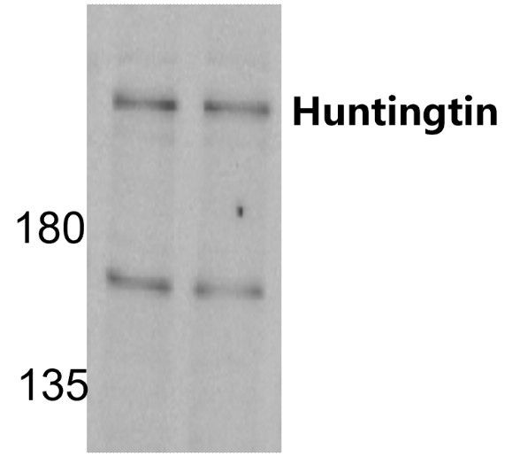 IR44-131 anti-Huntingtin antibody WB image