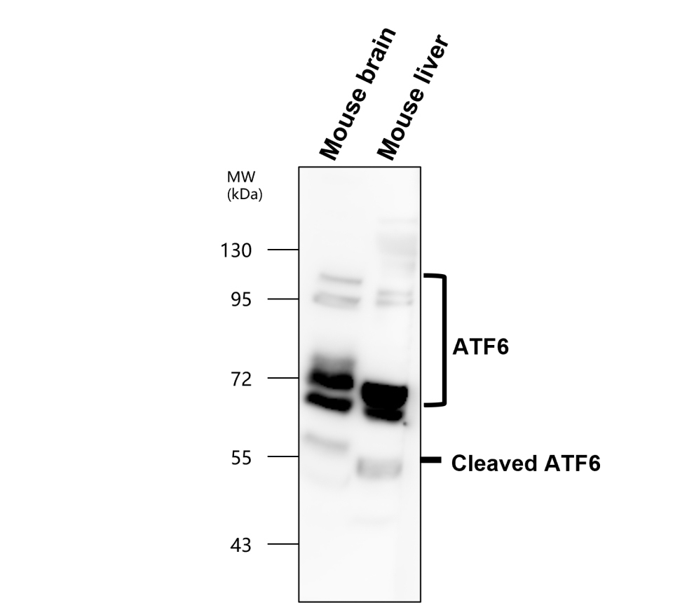 IR132-533 anti-ATF6 antibody WB image IR132-533 anti-ATF6 antibody WB image