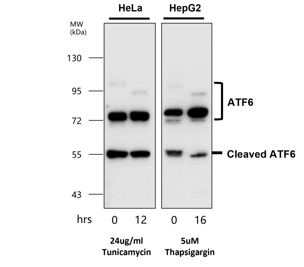 IR132-533 anti-ATF6 antibody WB image IR132-533 anti-ATF6 antibody WB image