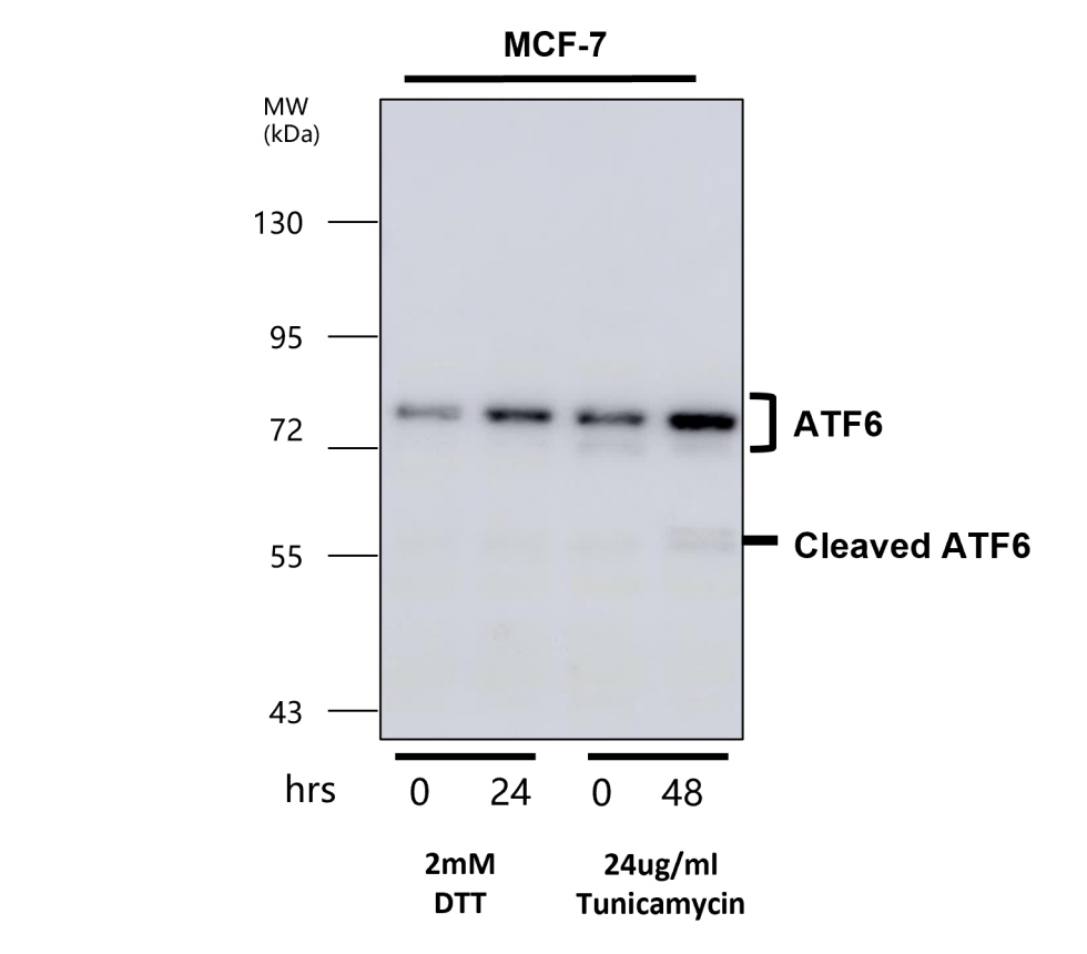 IR132-533 anti-ATF6 antibody WB image IR132-533 anti-ATF6 antibody WB image