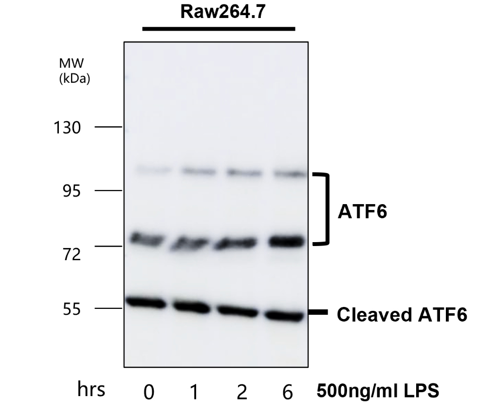 IR132-533 anti-ATF6 antibody WB image IR132-533 anti-ATF6 antibody WB image