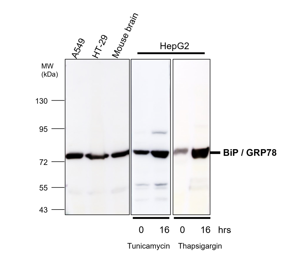 IR130-525 anti-BiP / GRP78 antibody WB image