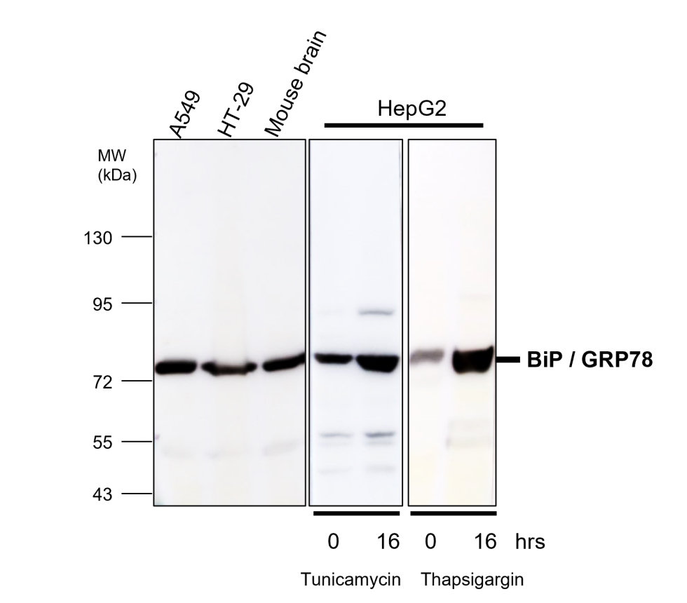 IR130-525 anti-BiP / GRP78 antibody WB image IR130-525 anti-BiP / GRP78 antibody WB image