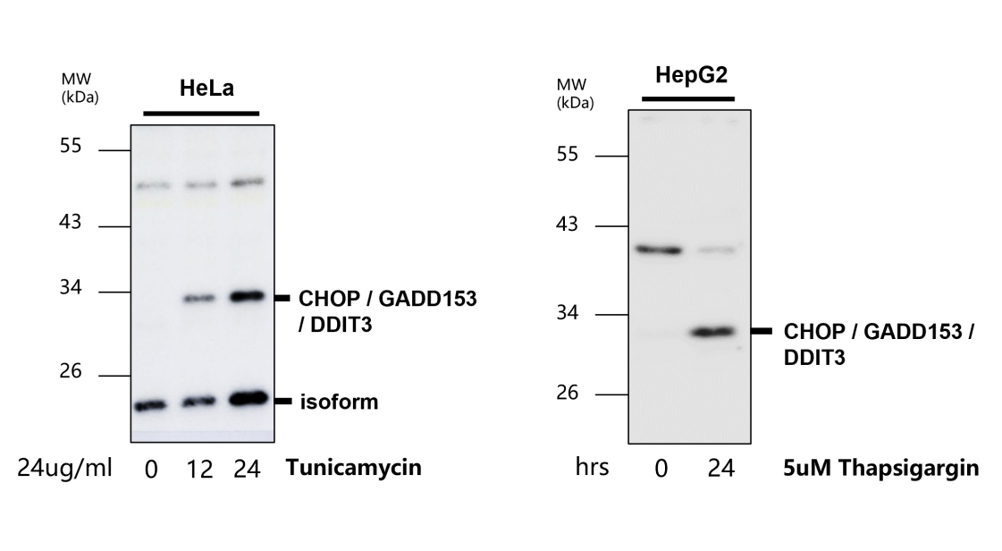 IR129-522 anti-CHOP antibody WB image