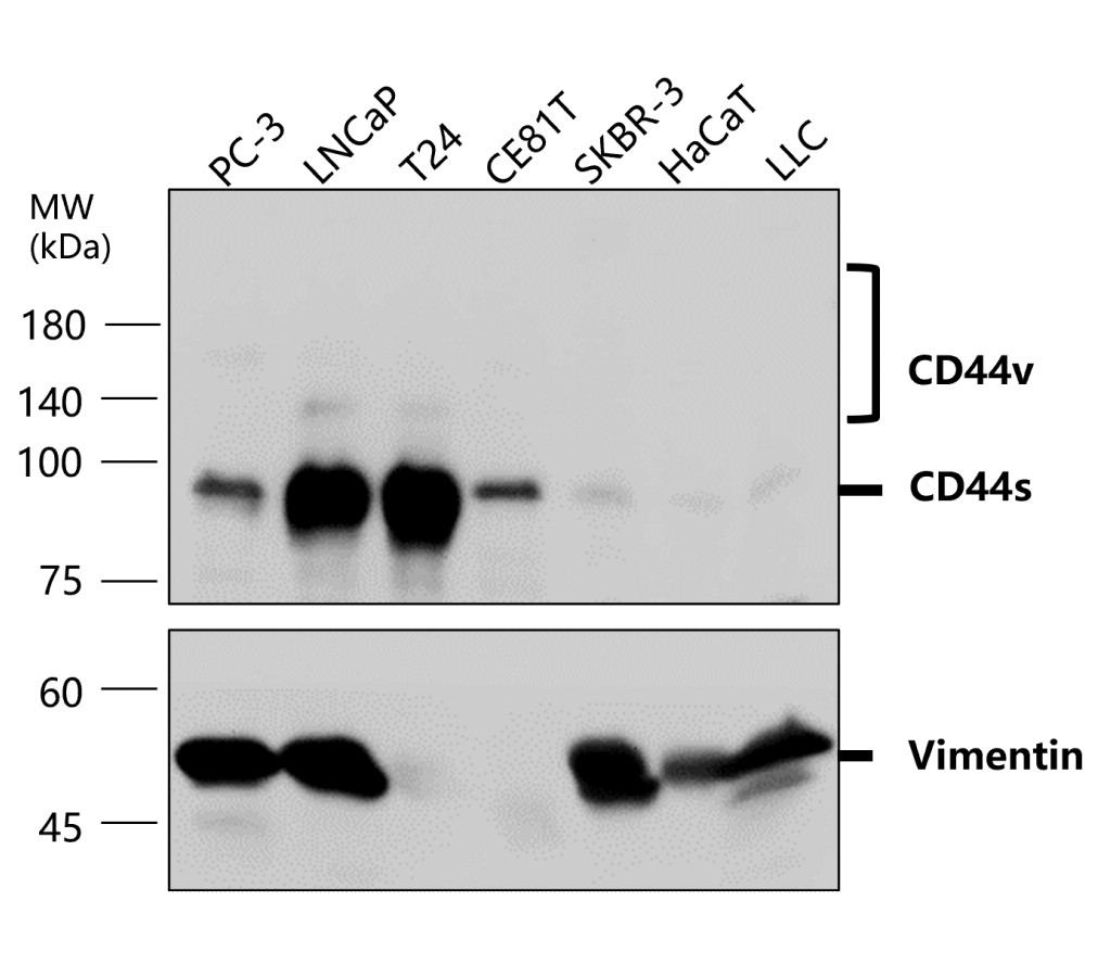 IR45-137 anti-Vimentin antibody WB image IR45-137 anti-Vimentin antibody WB image