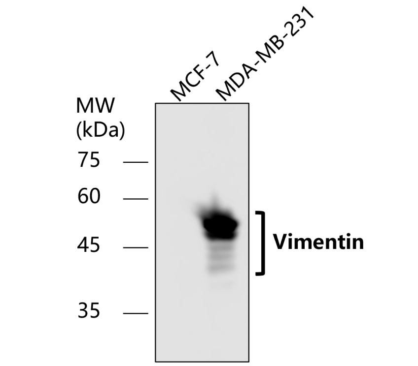 IR45-137 anti-Vimentin antibody WB image