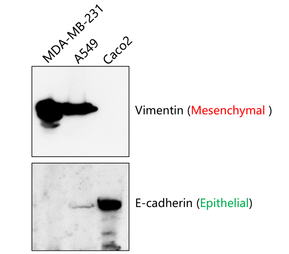 IR45-137 anti-Vimentin antibody WB image