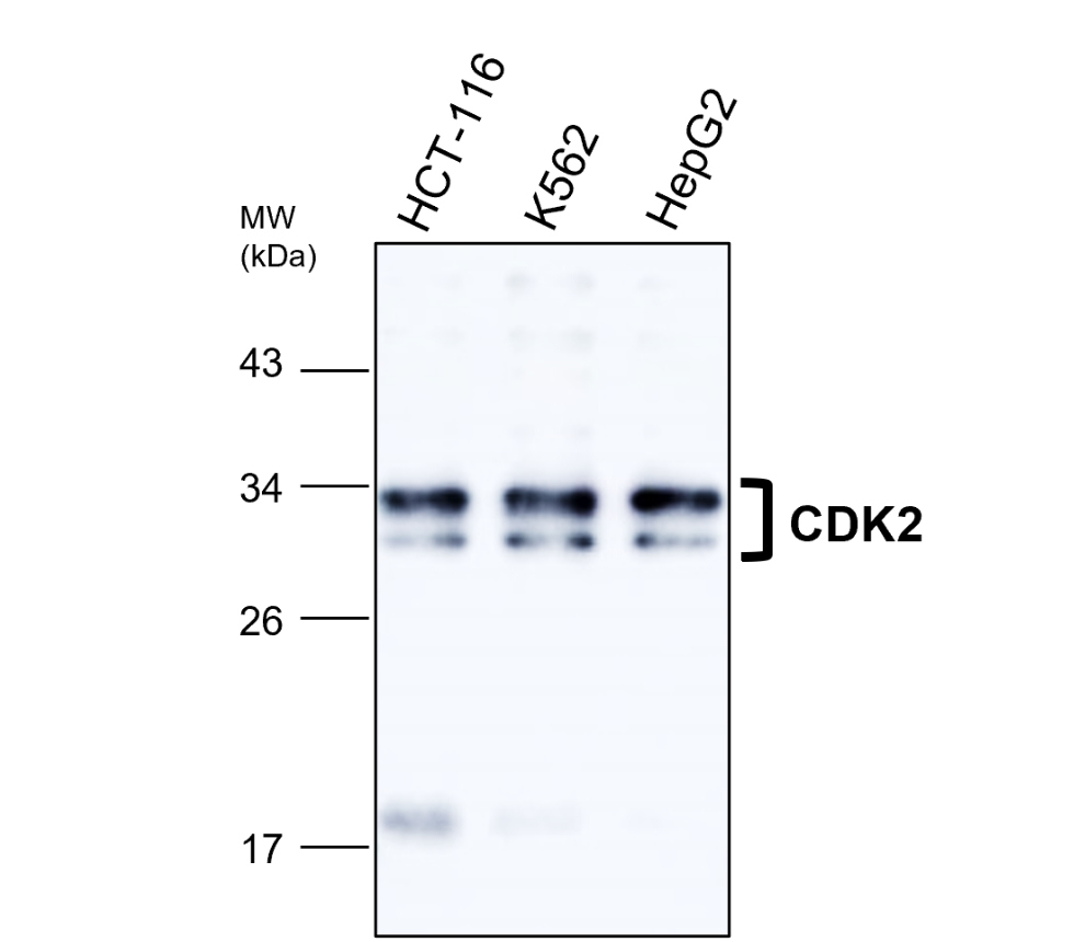 IR125-508 anti-CDK2 antibody WB image IR125-508 anti-CDK2 antibody WB image