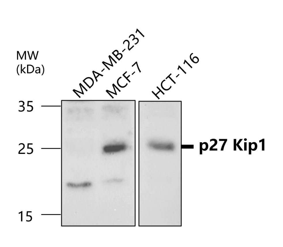 IR123-314 anti-p27 Kip1 antibody WB image IR123-314 anti-p27 Kip1 antibody WB image