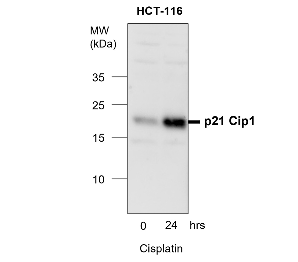 IR122-312 anti-p21 Cip1 antibody WB image IR122-312 anti-p21 Cip1 antibody WB image