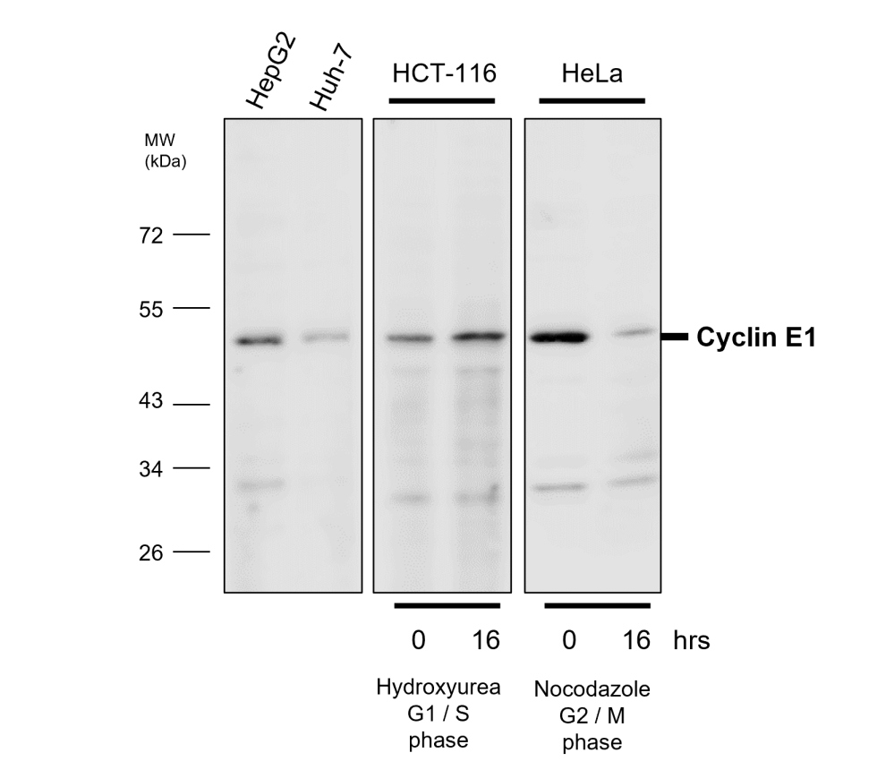 IR119-300 anti-Cyclin E1 antibody WB image