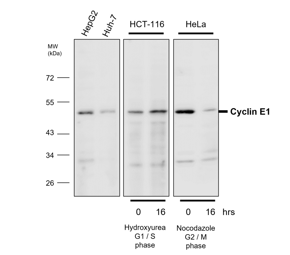 IR119-300 anti-Cyclin E1 antibody WB image IR119-300 anti-Cyclin E1 antibody WB image