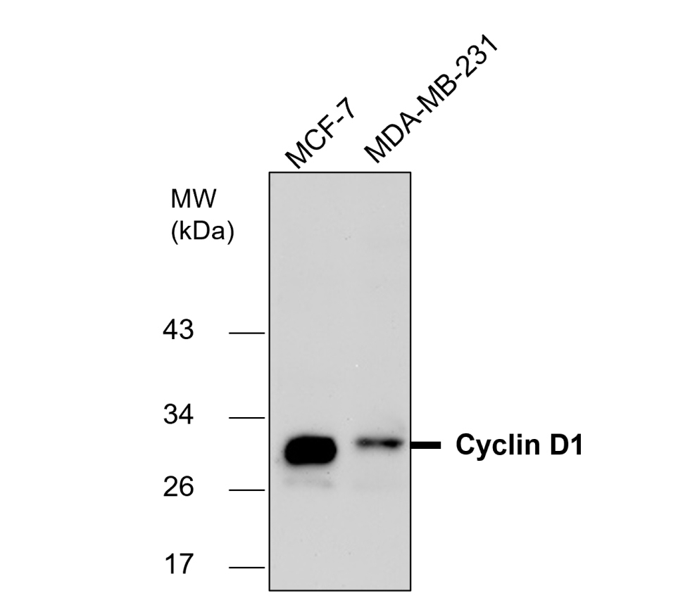 IR117-294 anti-Cyclin D1 antibody WB image IR117-294 anti-Cyclin D1 antibody WB image