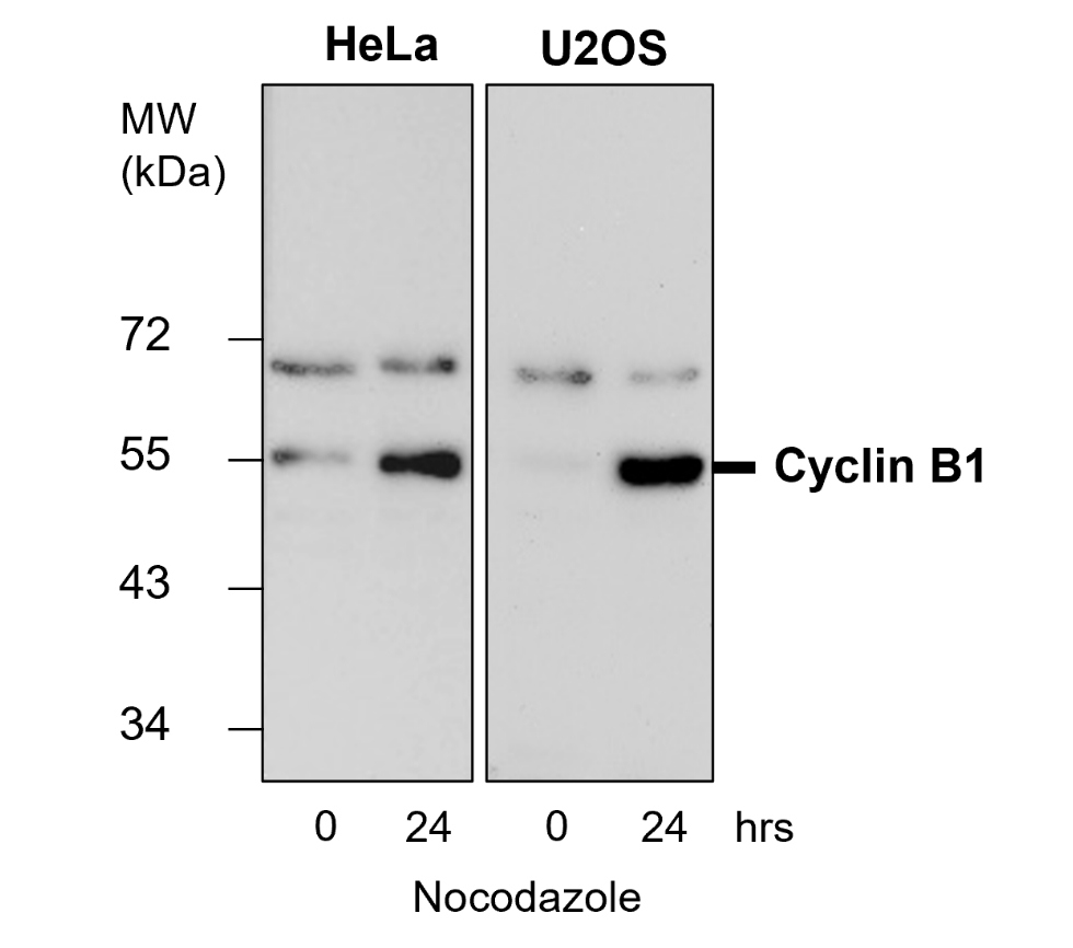 IR116-289 anti-Cyclin B1 antibody WB image IR116-289 anti-Cyclin B1 antibody WB image
